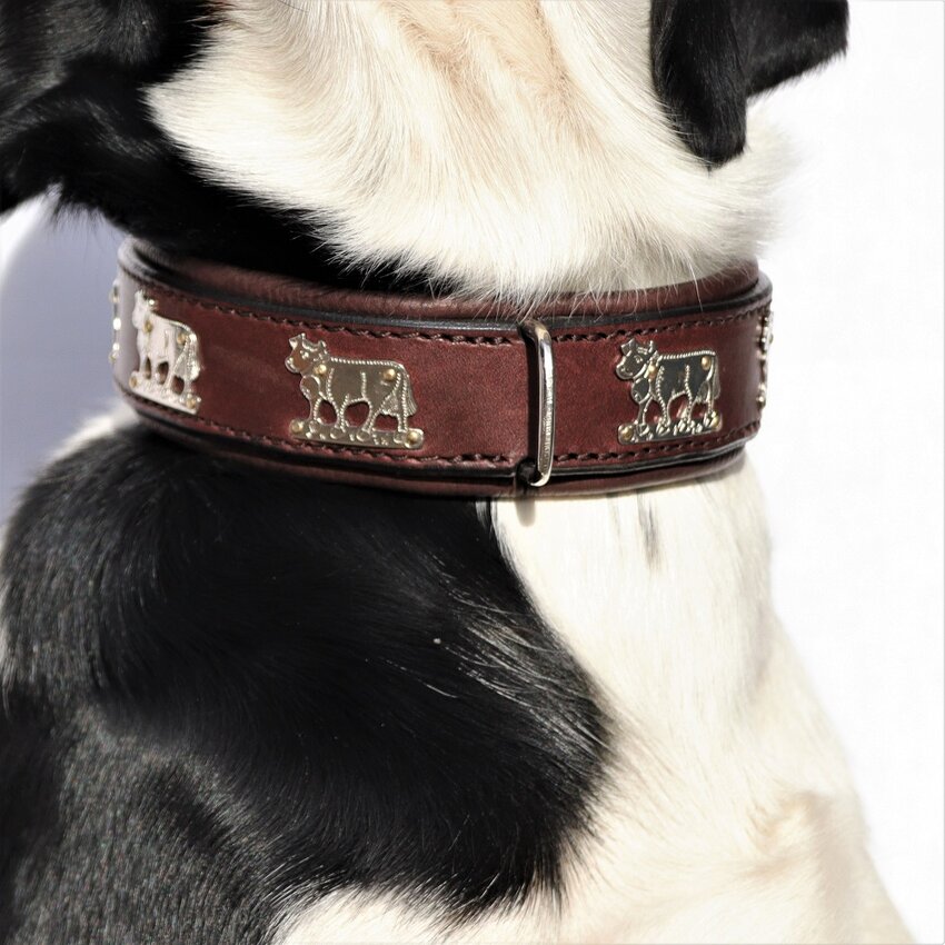 Hundeleine / Hundehalsband